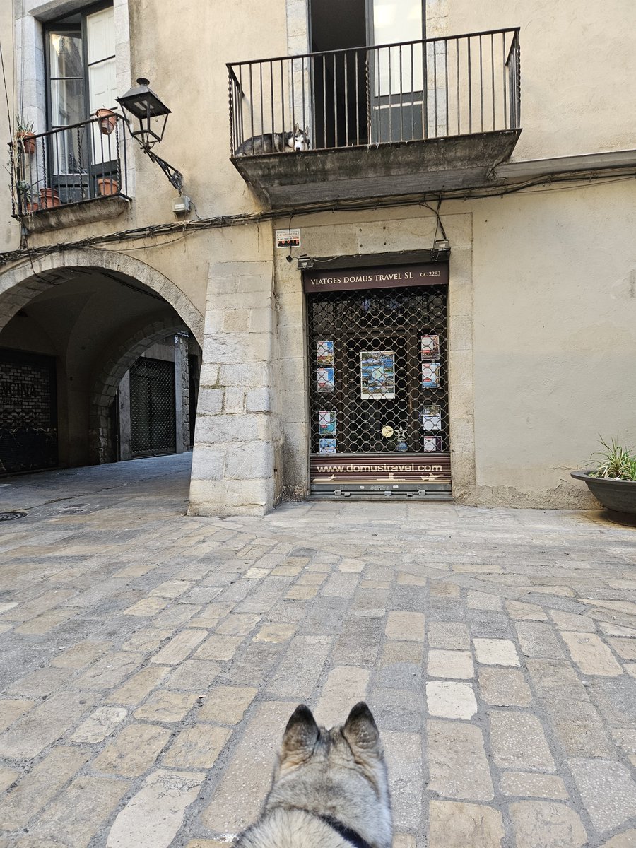 virKirval's tweet photo. Hoy Silver ha conocido Girona https://t.co/MhckQUvnTk