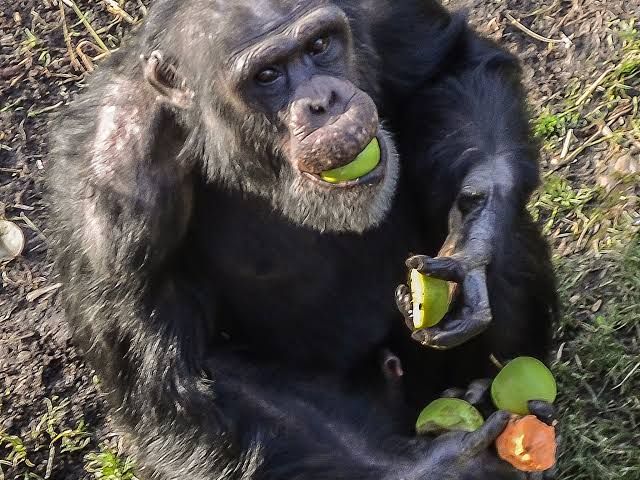 BioTay's tweet photo. 1/6 La piedra Rosetta de los chimpancés es comestible

Los sonidos de los chimpancés al encontrar comida (los "rough grunts") contienen información sobre el alimento encontrado, y otros chimpancés pueden interpretarlo

(paper) DOI 10.1007/s10071-026-02105-w https://t.co/09qrasyFQ4