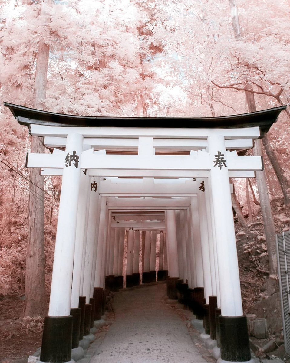 DilaSeabra's tweet photo. おおすげぇなビオラ。
これぞ芸能人って感じだ。 https://t.co/QTnwh49zCj
