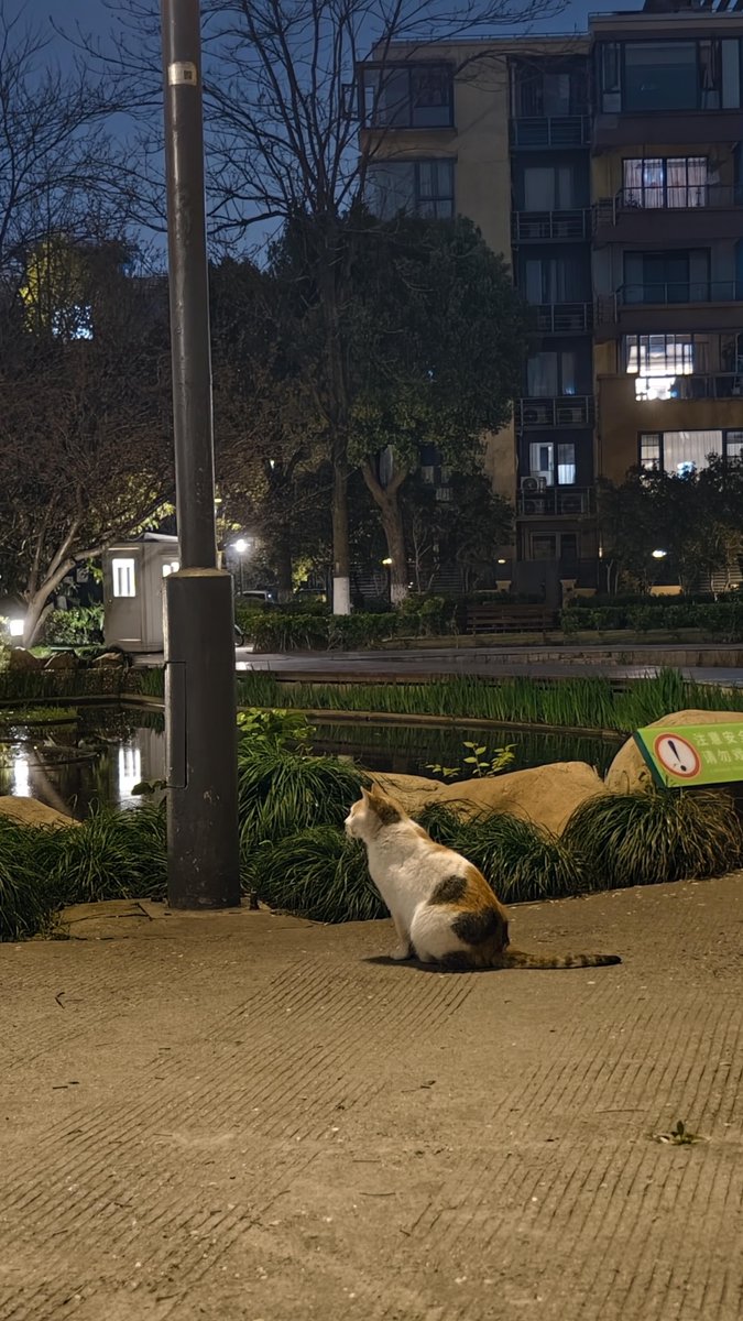silkw318539's tweet photo. [A sudden shower left a shimmering puddle under the street lamp, and a stray cat paused to glance at its wobbly reflection—tiny magic on a quiet city night.]， https://t.co/vYU581I0Nv