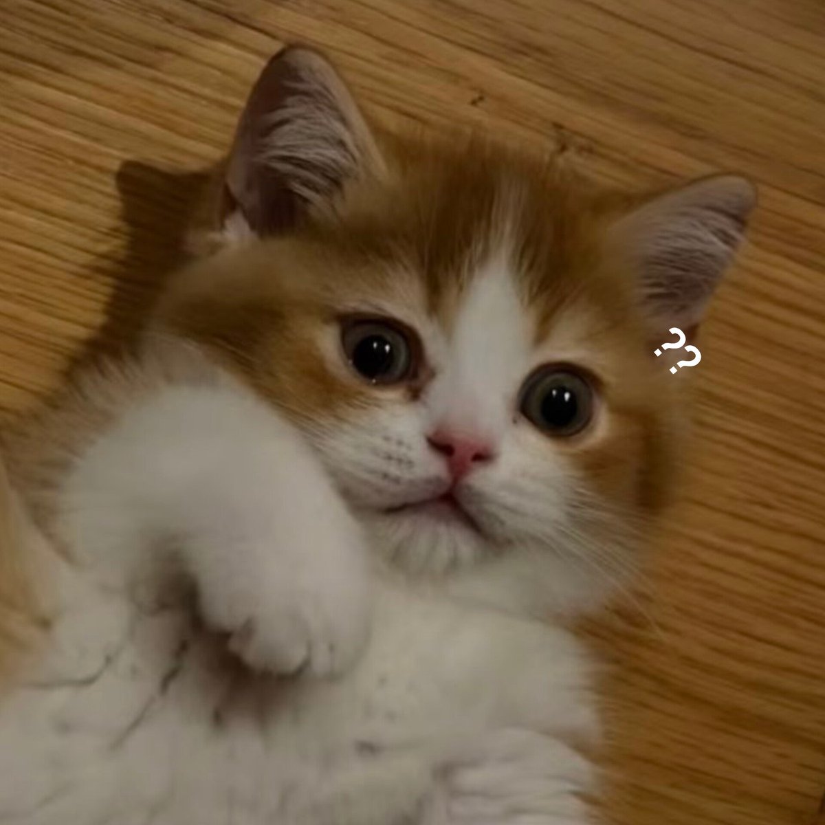 julyclouddy's tweet photo. 🐱 💬 ?? https://t.co/aLjXxkCuiz