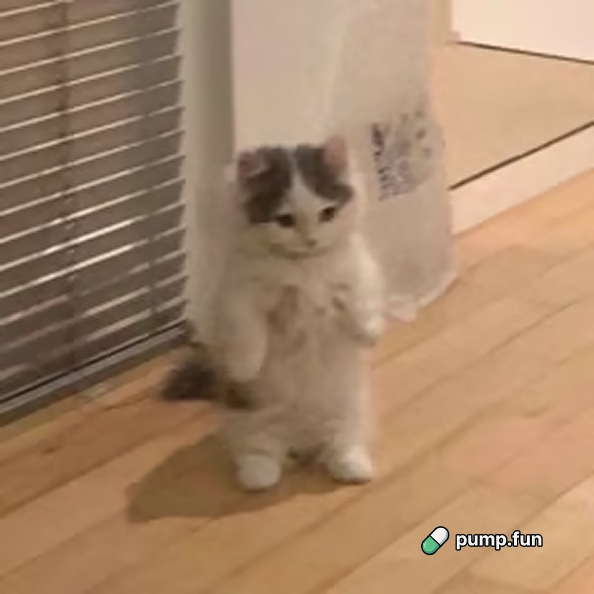 PumpfunEco's tweet photo. $MICHI has pumped 22% today! https://t.co/HHjiK8zmFz