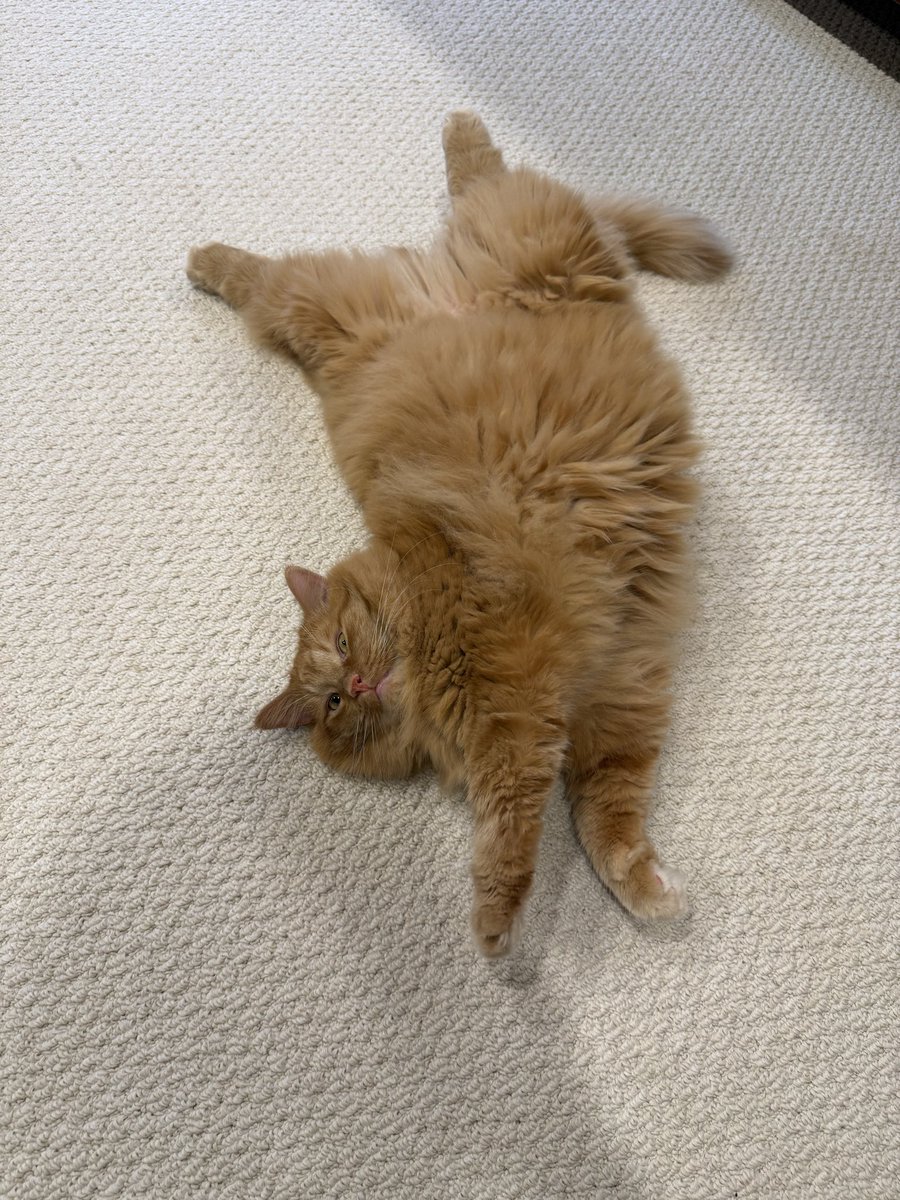 DianneLFraser's tweet photo. @AJamesMcCarthy This is Henry..loves to sleep like this 🤪 https://t.co/SMuTYQqYZs