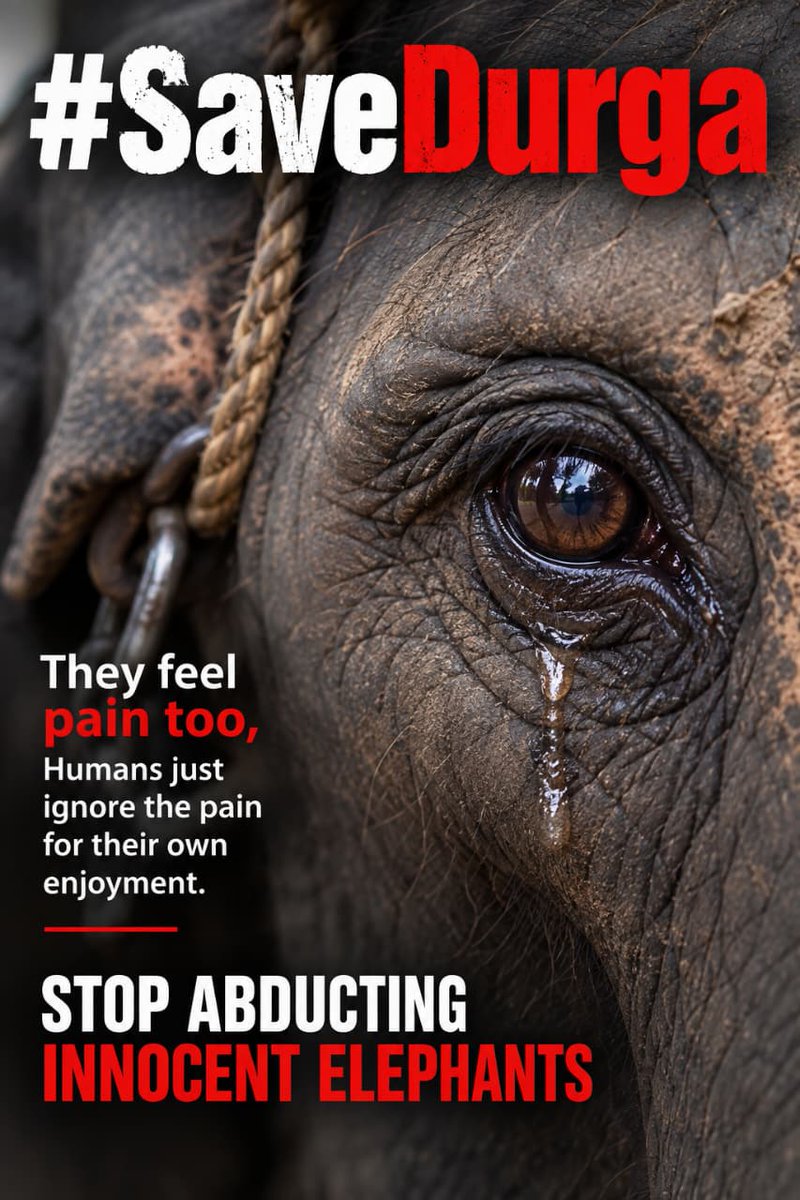 pricatttt's tweet photo. True religion does not need chains to prove devotion.
True compassion asks what an animal needs.
Durga deserves dignity and a life that respects her elephant nature.
@SheldrickTrust @WildfriendsUG
#SaveDurga #WhyTheChains #NoElephantsInTemples #StopElephantCaptivity https://t.co/zpYDV7SIH8
