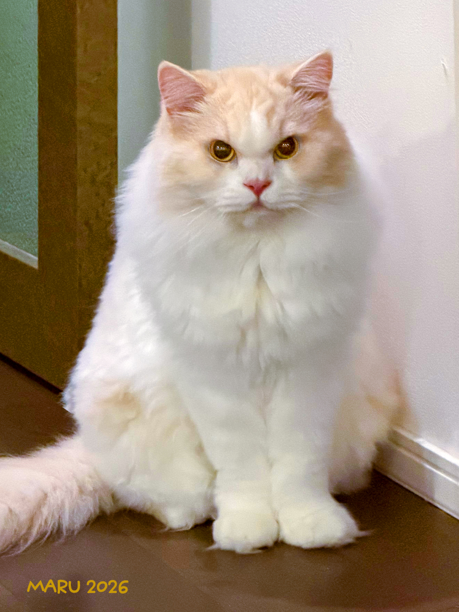 KOROandMARU's tweet photo. 🐈MARU ♂(2026) #ラガマフィン   

5月に医療的な丸刈りにされたMARUも
今はすっかり元のモフモフ猫になりました😸

#猫 #猫のいる暮らし #ねこかわいいね #モフモフ https://t.co/hny5omnHuA