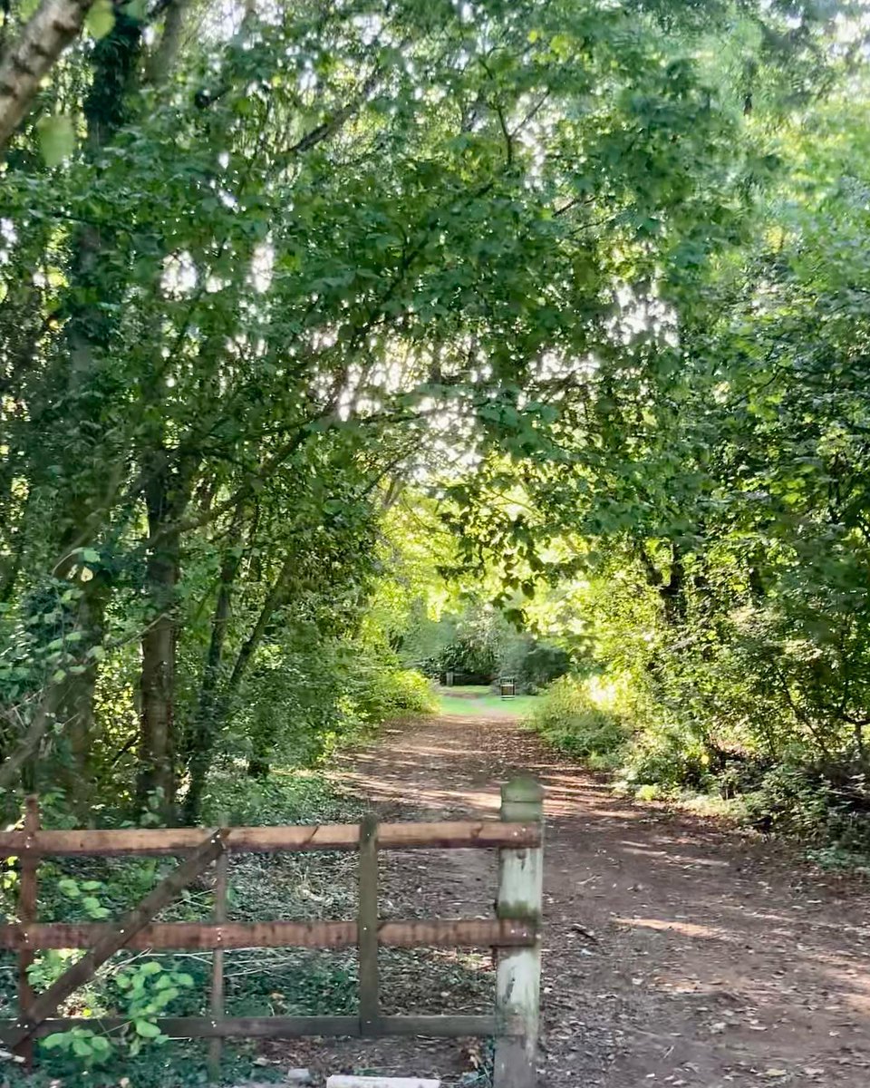 PEDROLO_99's tweet photo. Took Ellie on her final walk through the woods. https://t.co/ilZbQMH7yX