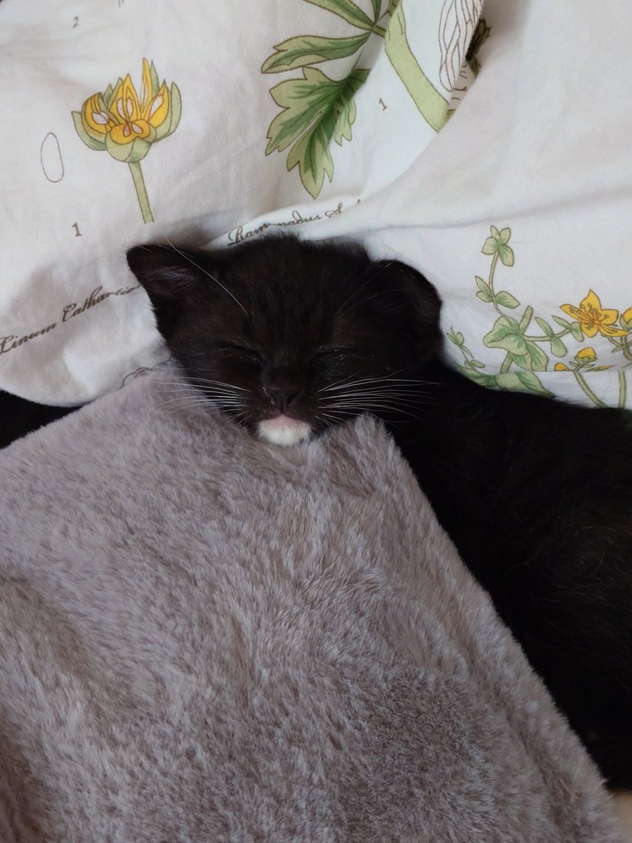 SWALLOW9100hono's tweet photo. 子猫の離乳食＆ミルク、5時間おきなので小間切れ睡眠で昼夜逆転中。

今日は子猫が私の布団で粗相して、色々洗って大変でした。
でも自力で排泄できるようになった！トイトレ中です🐾。

離乳食も、温めてない、ミルクで溶いてない、出したまんまを突然食べられるようになった子猫…
驚異の成長速度。 https://t.co/RqwKiRXIL0