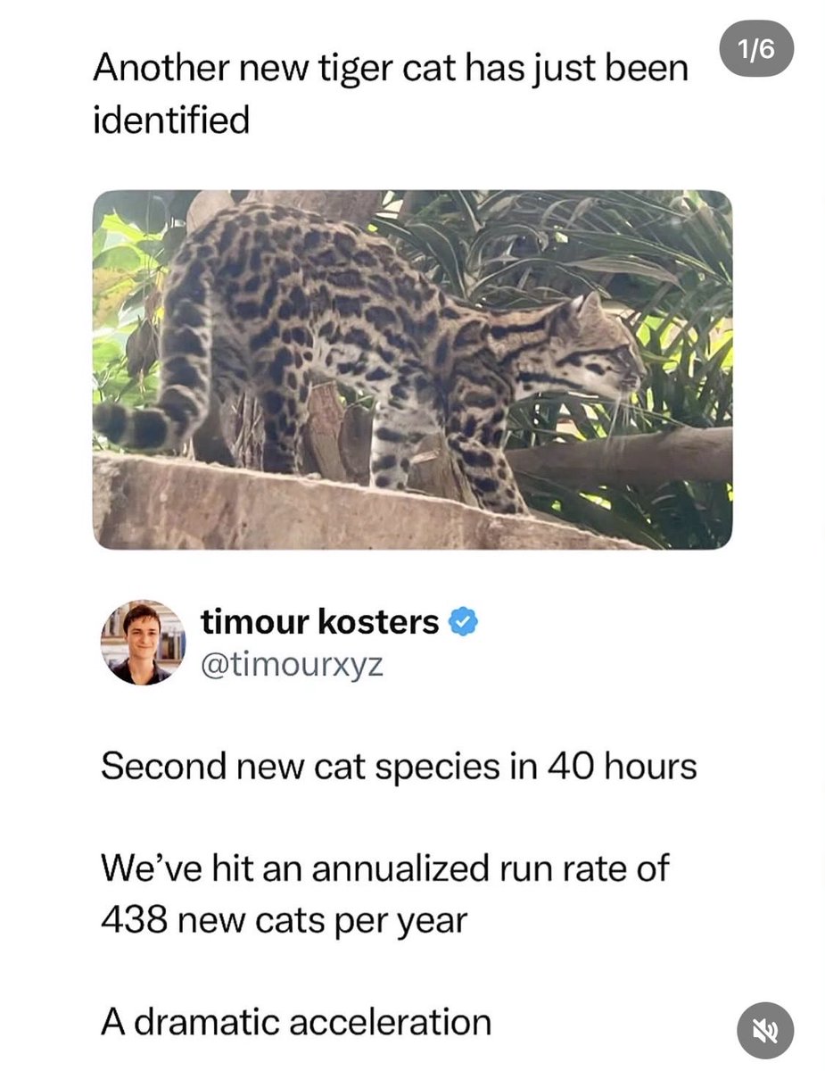 Lady_Bitz's tweet photo. The second new wild cats been discovered in 2 days.

I think it’s clear it’s the year of solana:Ai66LHZG9MCzg1WKdawwqduVAXpNDUuV8M3uyq5ppump https://t.co/RwzL52XUD7