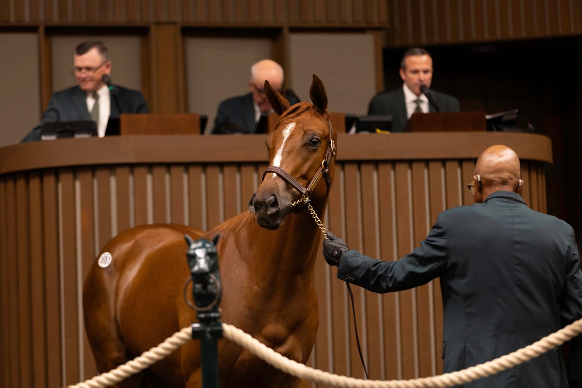 FedamoreStable's tweet photo. That's a wrap on our Keeneland September consignment. A big thank you to everyone who came by the barn, inspected, bid on and bought our horses.

📸 Hip 1681, f, Gunite—Yanira, bought by Winchell Thoroughbreds for $250,000. https://t.co/rYTuaPkWvK