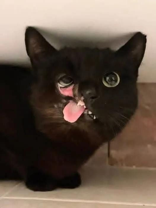 Hoorain154's tweet photo. Send this beautiful cat some love ❤️ https://t.co/n7PcK2HWXn