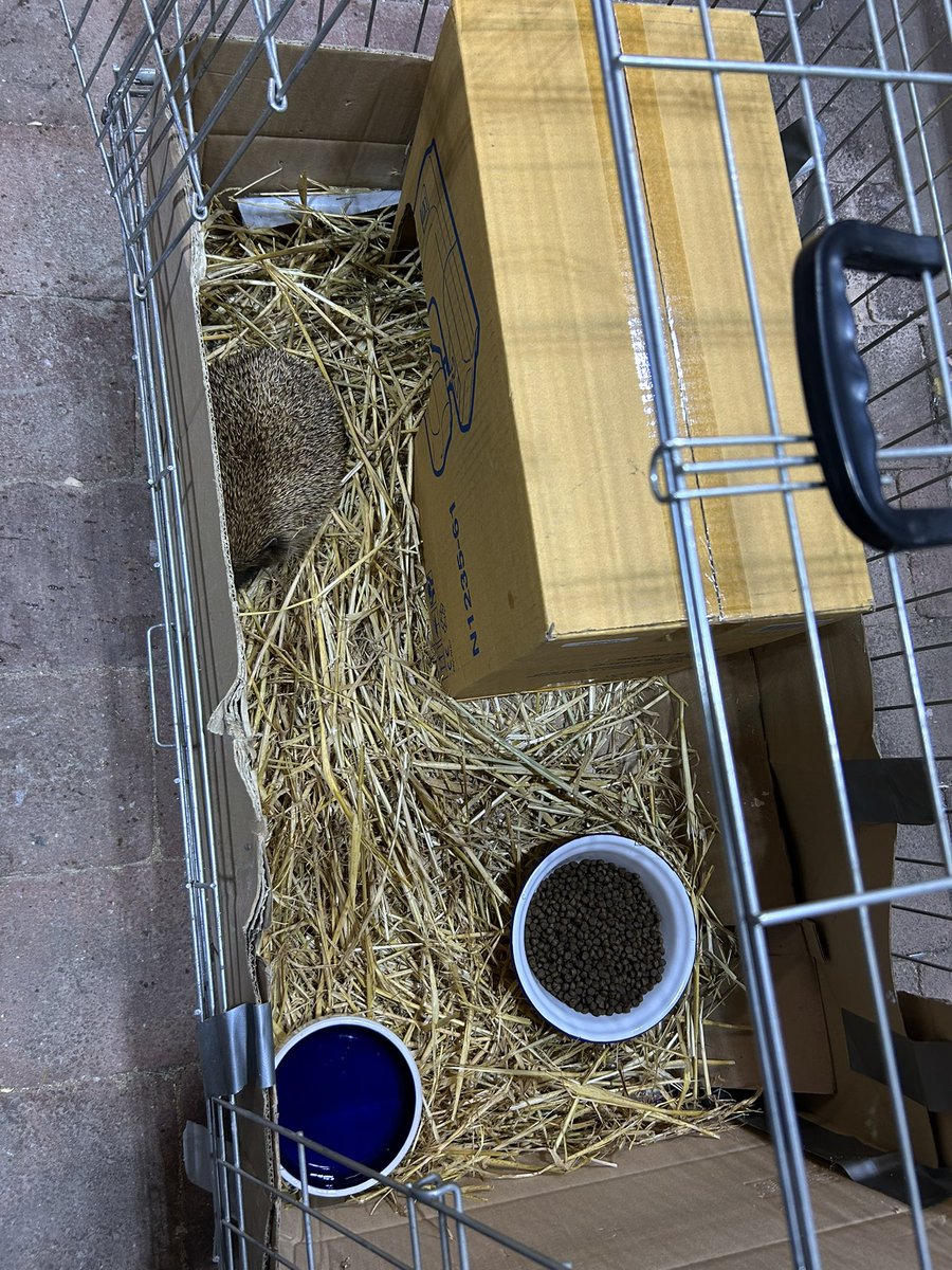 FrauQuagner's tweet photo. Mein Patient 🦔 bleibt über Nacht und geht morgen früh in unsere Wildtierauffangstation. Leider hat er starke Atemgeräusche☹️
#igel #wildtier #tierschutz #wildtierhilfe #Lungenwurm #Tierliebe https://t.co/adCvUhvpNO