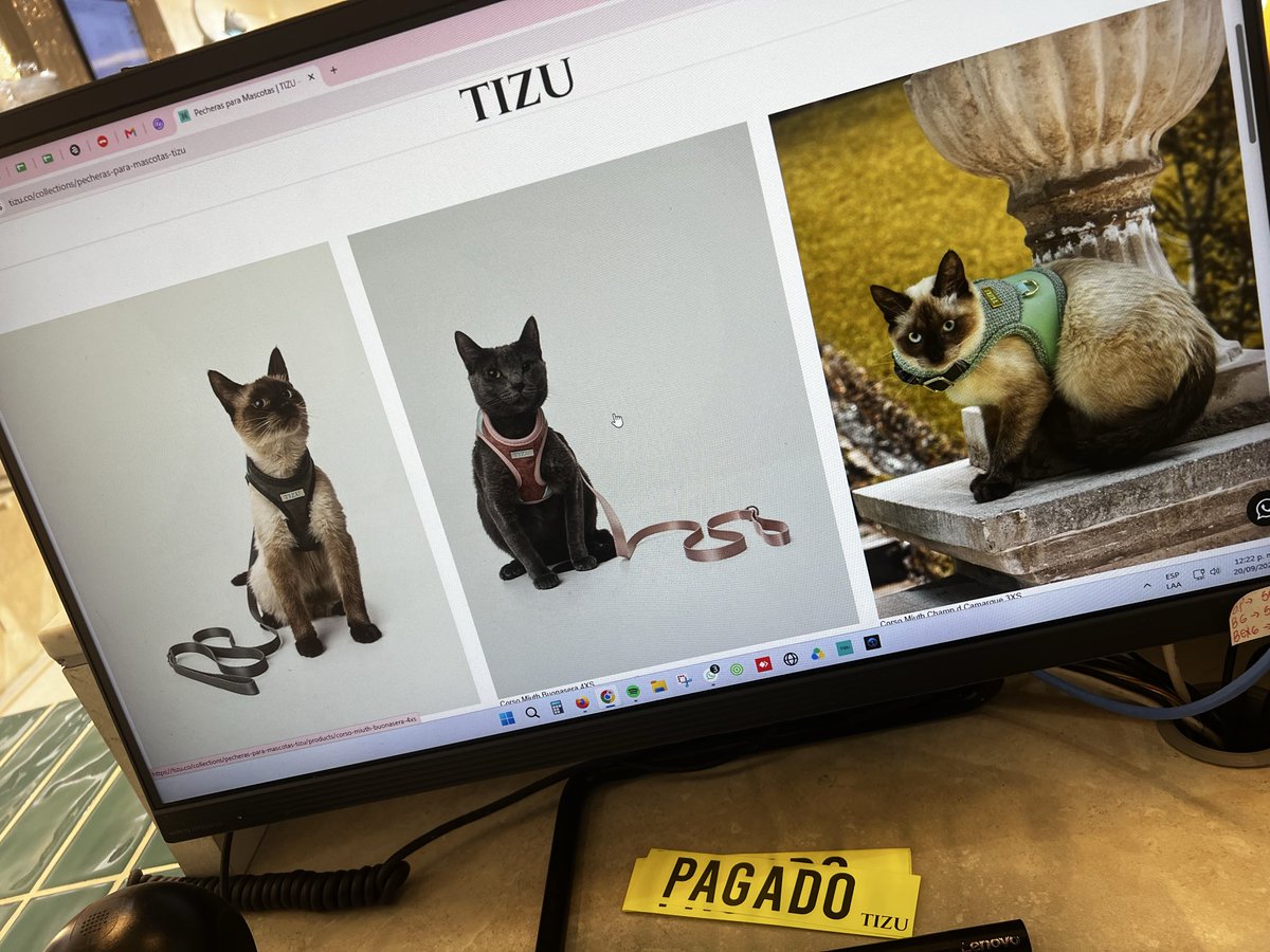eljhonmorales's tweet photo. Sus gatos también se costean su propia arena ? 
Acá Iris haciendo campaña para la mejor marca de arena de Colombia.
Gata empoderada https://t.co/A5jZa4vulX