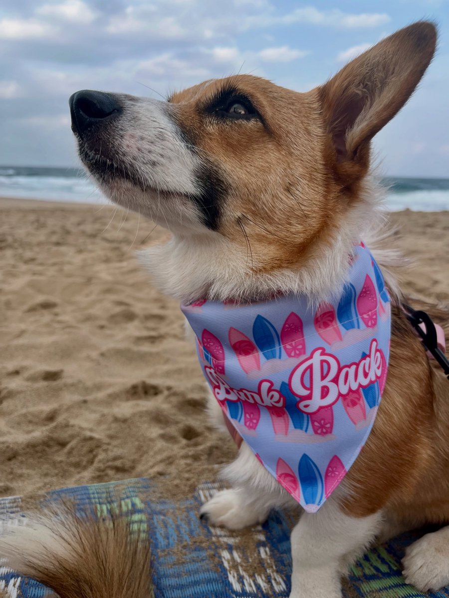 joobergantine1's tweet photo. Tell me you’re a chaotic duo without telling me you’re a chaotic duo. I’m definitely the Good Girl, while Rosie is Miss Bark Back. Ask the beach seagulls if you don’t believe me. Our Danaz are from Comberz! https://t.co/UDJJAlSrHe
