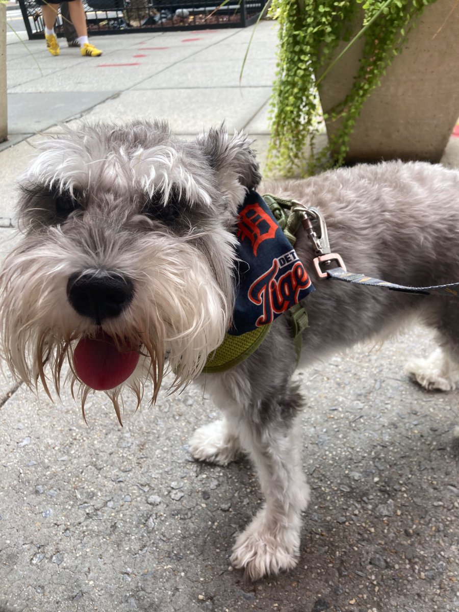 tweetsfromkath's tweet photo. @daniellabruce_ This one is a #raindelaypicture ! I’ve met it feels like every Tigers fan/Michigander in Washington DC since I put the Tigers bandana on my dog. People love to stop and talk baseball out on the sidewalk once they see the old English D! https://t.co/VjGM6Fzah6