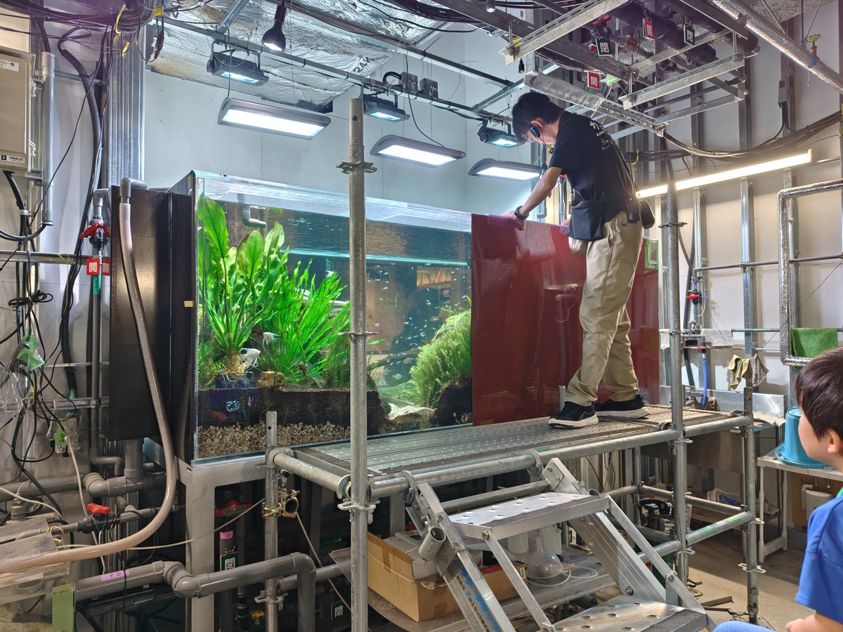 BF_gure's tweet photo. ライブ前は川崎水族館に行ってました。

川魚メインの水族館で、とくにパンタナルの大水槽がキレーで癒されたなー。ずっと見てられる！

トークのうまいお兄さんに惹かれて、バックヤードツアーに参加したりしちゃって、楽しかった〜✨️ https://t.co/rWKMRHoRiy