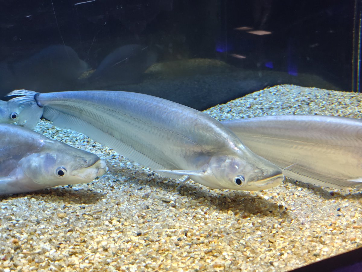 BF_gure's tweet photo. ライブ前は川崎水族館に行ってました。

川魚メインの水族館で、とくにパンタナルの大水槽がキレーで癒されたなー。ずっと見てられる！

トークのうまいお兄さんに惹かれて、バックヤードツアーに参加したりしちゃって、楽しかった〜✨️ https://t.co/rWKMRHoRiy