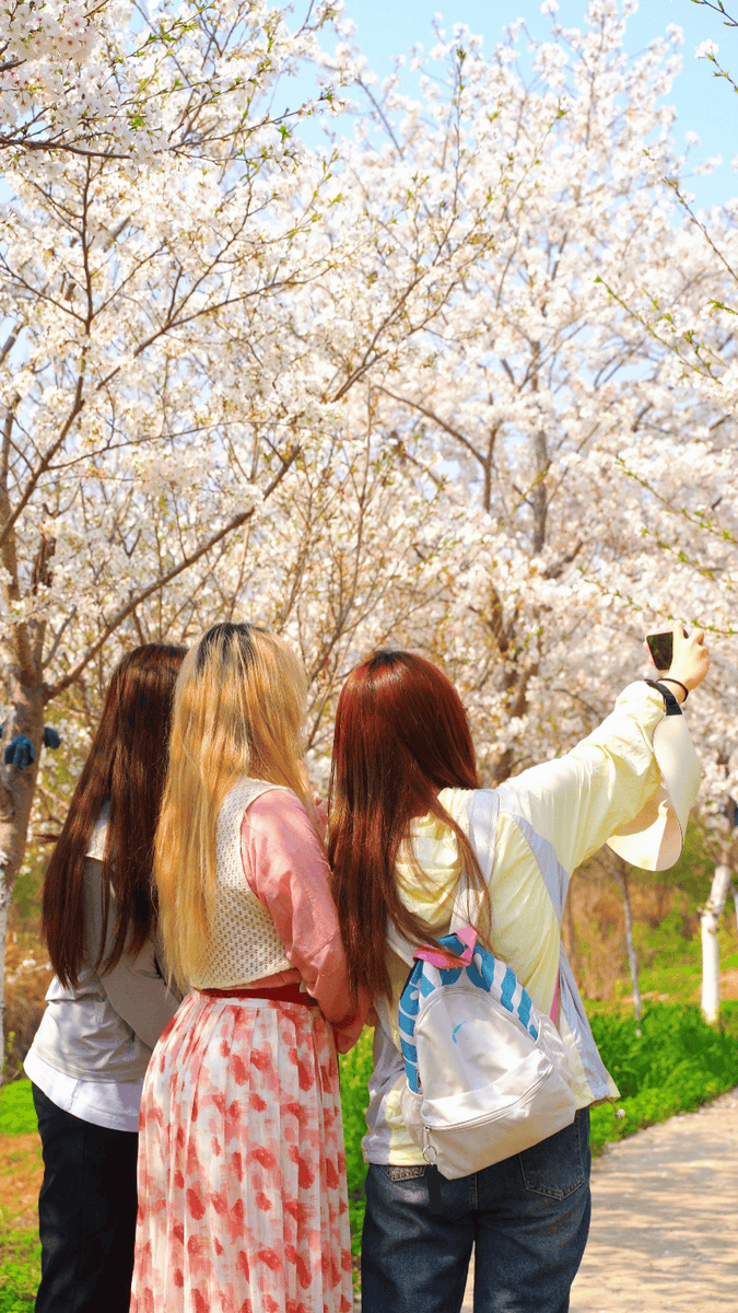 softa637969's tweet photo. [Join our campus photography club this Fri to capture the cherry blossoms by the lake! We’ll hold a 1-hour workshop for beginners and a small sharing session later—all skill levels are welcome! See you at 3 PM by the east gate!] https://t.co/9ODXwaoRxf