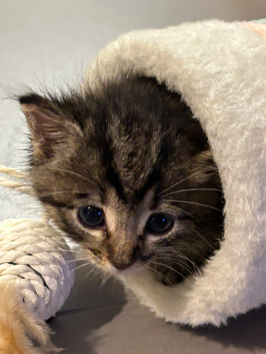 winterbvantae's tweet photo. mimi nini mini gattina del mio cuore https://t.co/SnylJdgb5w