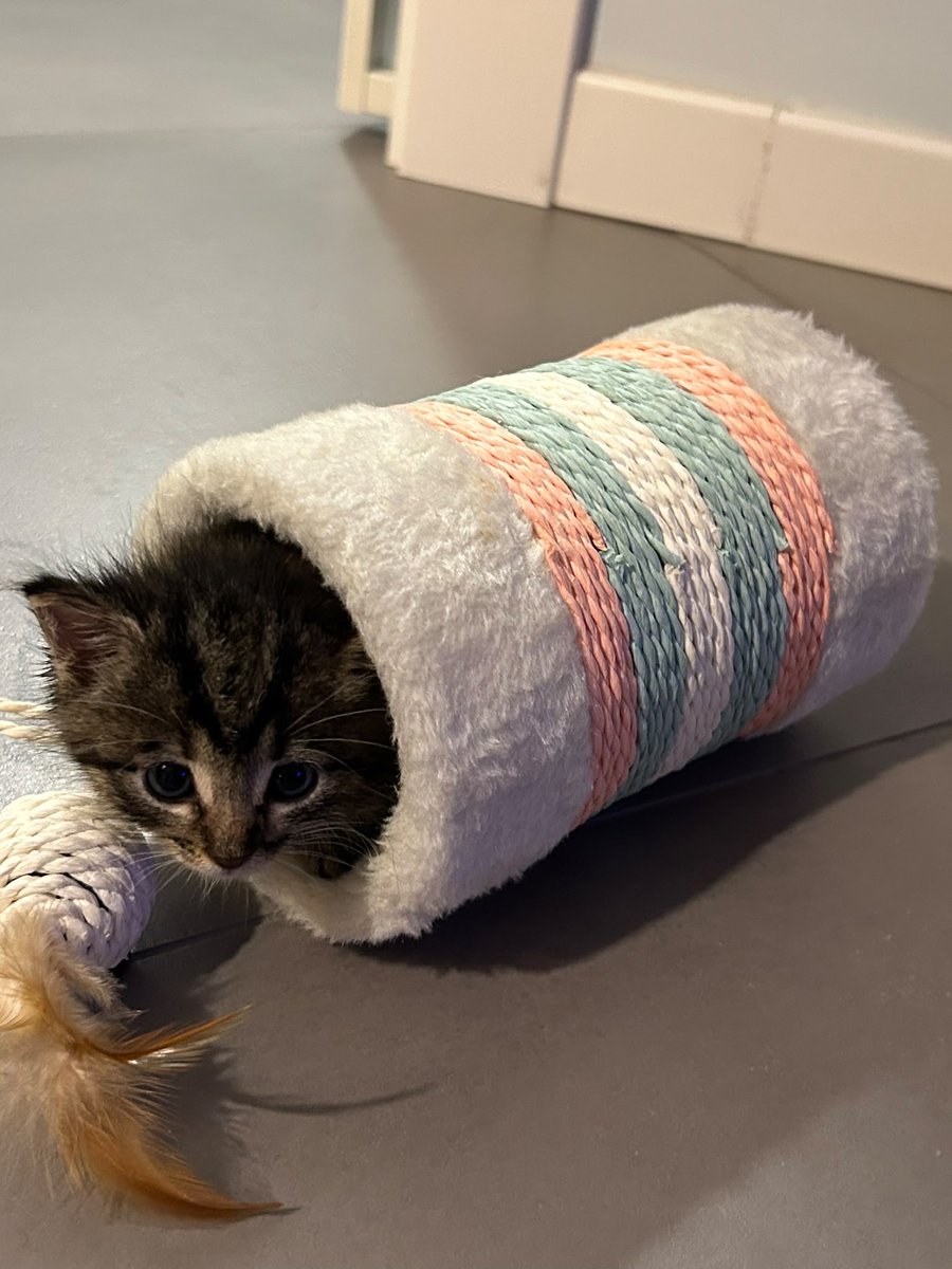 winterbvantae's tweet photo. mimi nini mini gattina del mio cuore https://t.co/SnylJdgb5w