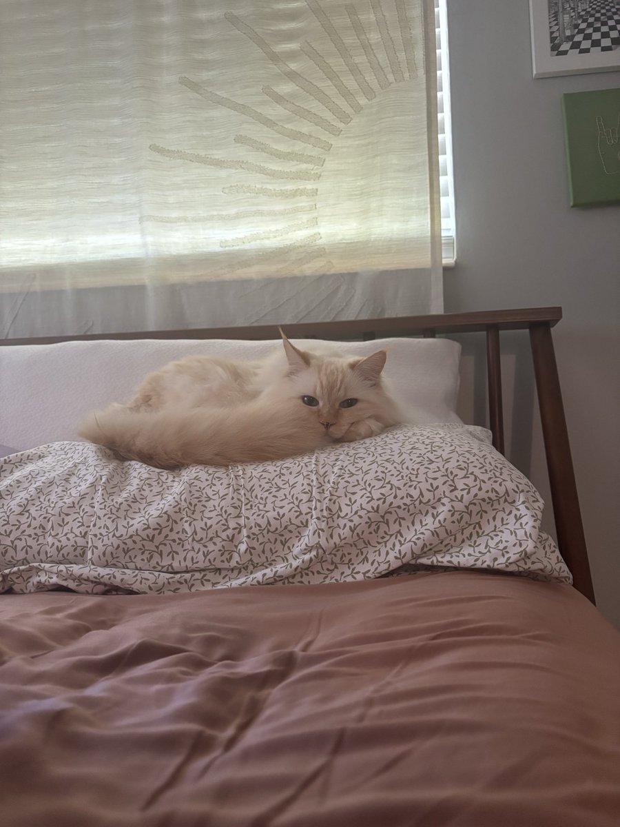 jujubeeandcleo's tweet photo. how is she even real https://t.co/z2btVpwb4x