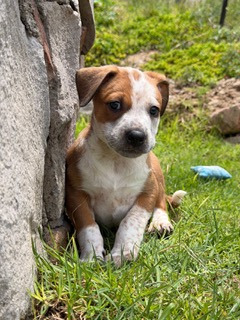 FandomNic's tweet photo. Guys, we've been approved for a puppy! 🥹 Wiggles, his 5 siblings, and his mama were found on the street in Mexico just a day after birth. If everything goes to plan, we should have him at the end of the week! 😭😍 https://t.co/23qWrcWdnC