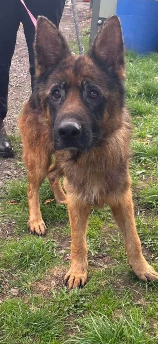 gsrescueelite's tweet photo. Safe now Freddy, a full belly and a comfy bed ❤️

The demand for space is relentless, calls from pound pullers keep coming as do the surrender forms. 
If you can help us help more dogs like Freddy we would be so grateful 

https://t.co/axSS35Y5MC

#dogs #GermanShepherd https://t.co/IqNpbwzBOf