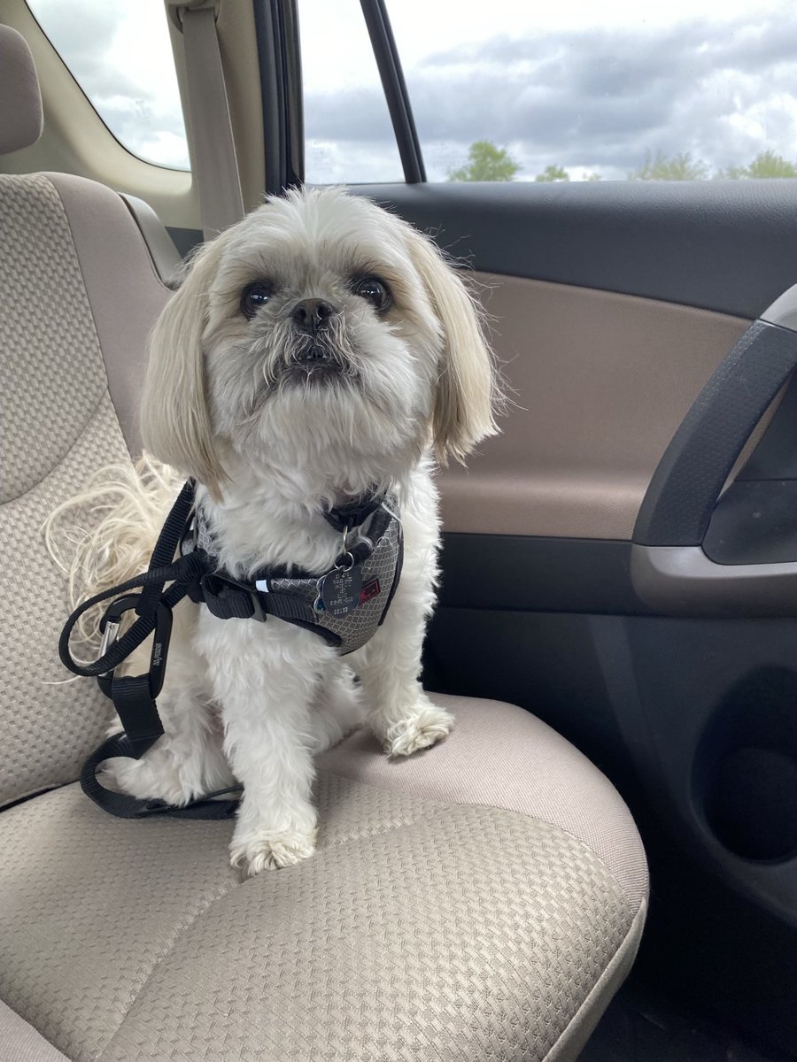 Falathlorn's tweet photo. This photo of Joey is simultaneously my favorite photo, and also the one that breaks my heart the most.

Taken right after I was dropped off at the airport. He was confused as to why I wasn't in the car going home with him, so he was looking at my mom for answers 😭 https://t.co/rgptvSnlNW