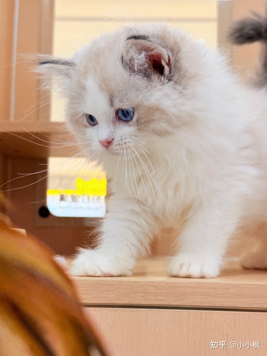 windz772611's tweet photo. My fluffy kitten Milo just hit his 6-month mark! From a tiny wobbly furball to zooming around the house like a tiny tornado in half a year — love every messy, sweet growth step with him. ， https://t.co/SzP7AtZZsh