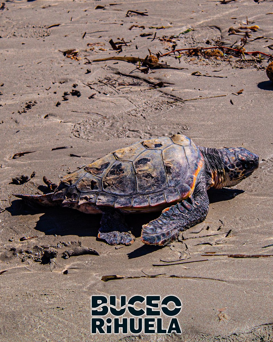 BuceoOrihuela's tweet photo. La Tortuga Boba (Caretta caretta) es una de esas tortugas que se cataloga en muchos puntos del mundo como en Peligro crítico de Extinción pero en el Mediterráneo su estado es de Preocupación Menor.

1/4

Canon EOS 4000D
OM-System TG7

#tortuga #Caretta #fotosub #buceo #foto https://t.co/Naf3hevDfY