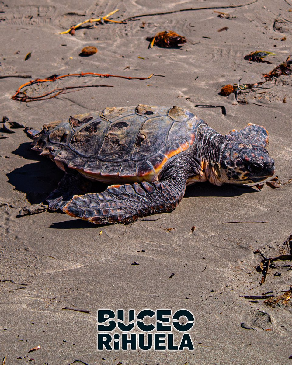 BuceoOrihuela's tweet photo. La Tortuga Boba (Caretta caretta) es una de esas tortugas que se cataloga en muchos puntos del mundo como en Peligro crítico de Extinción pero en el Mediterráneo su estado es de Preocupación Menor.

1/4

Canon EOS 4000D
OM-System TG7

#tortuga #Caretta #fotosub #buceo #foto https://t.co/Naf3hevDfY