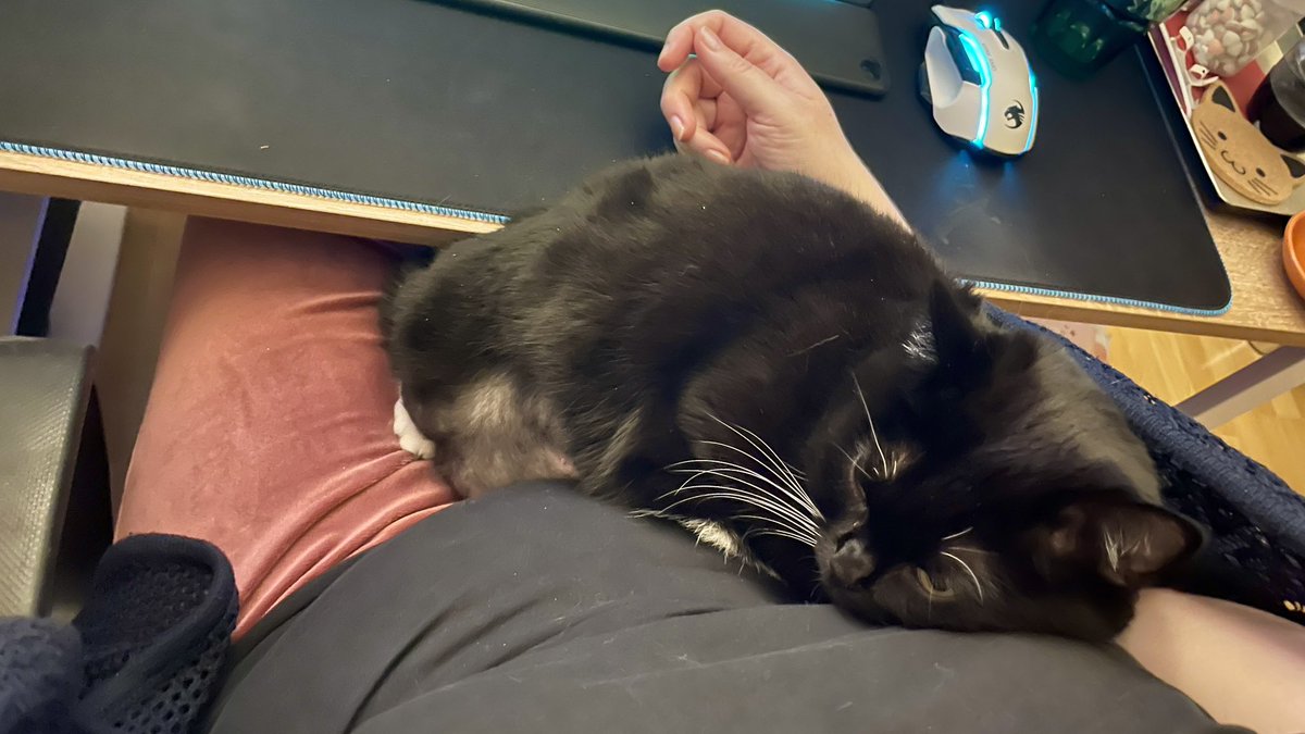 Nachttreue's tweet photo. Und, wo schlafen eure Katzen so am liebsten? 🙄 'Davie 😻'

#CatsOnTwitter 🐾 #FlauschContent https://t.co/X3BspmMNIQ