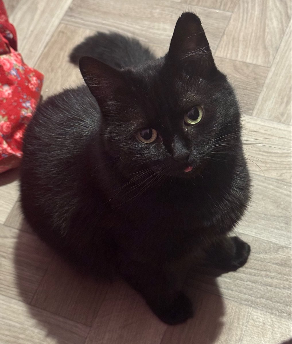 Cailleachthecat's tweet photo. a whole day for me !! princess cailleach!! https://t.co/j7GSBeMyv6