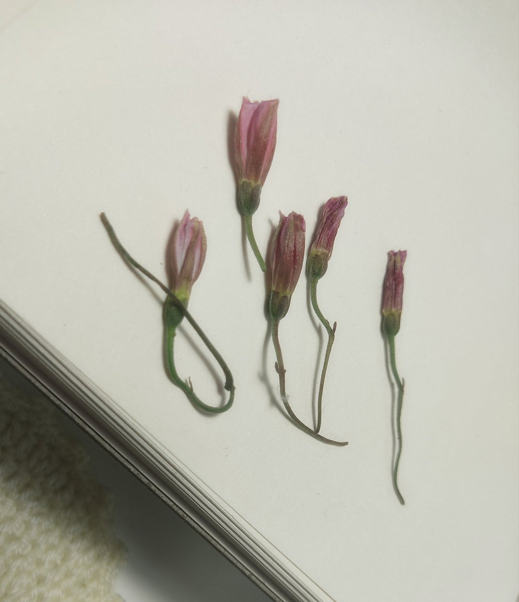 dustybluedreamm's tweet photo. picked these fairycore flowers today, they’re almost faded and somehow look even more ethereal https://t.co/Mkvpiuu6dT