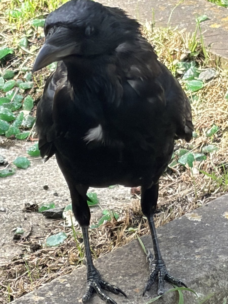 BromptonBunch's tweet photo. The Lady Camilla #Crows https://t.co/CrzNq5T2uX