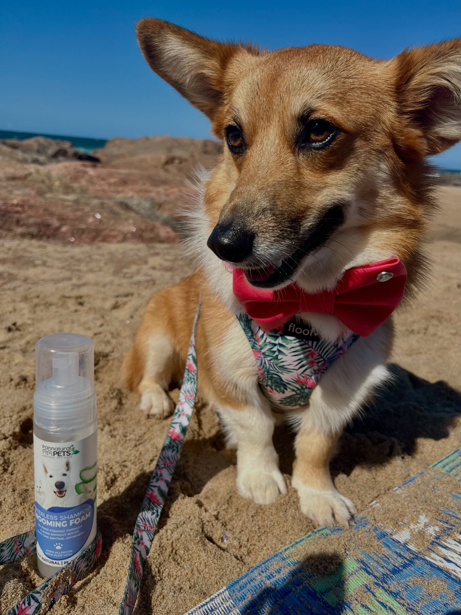 IsisGalvez_'s tweet photo. Did I dig the perfect hole? Yes! Was I covered in sand? Also yes! Mum cleaned me up in under two minutes with PanNatural Pets’ Hypo-Allergenic Waterless Foam—perfect for sandy adventures. Use code PanAlice15 for 15% off. https://t.co/Ry3sSjYN72