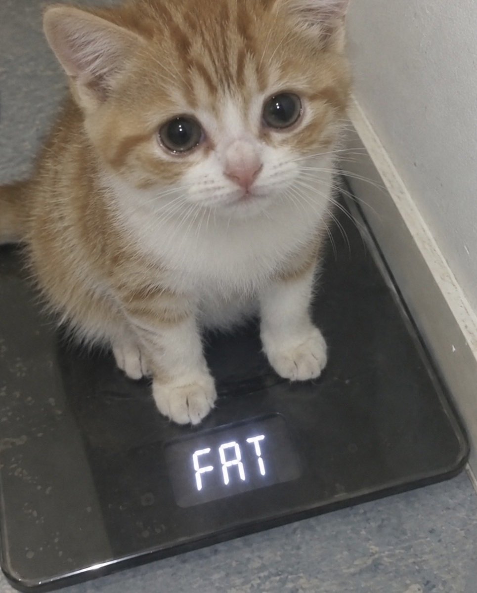 hardcatmemes's tweet photo. https://t.co/UMsf1GGbJQ