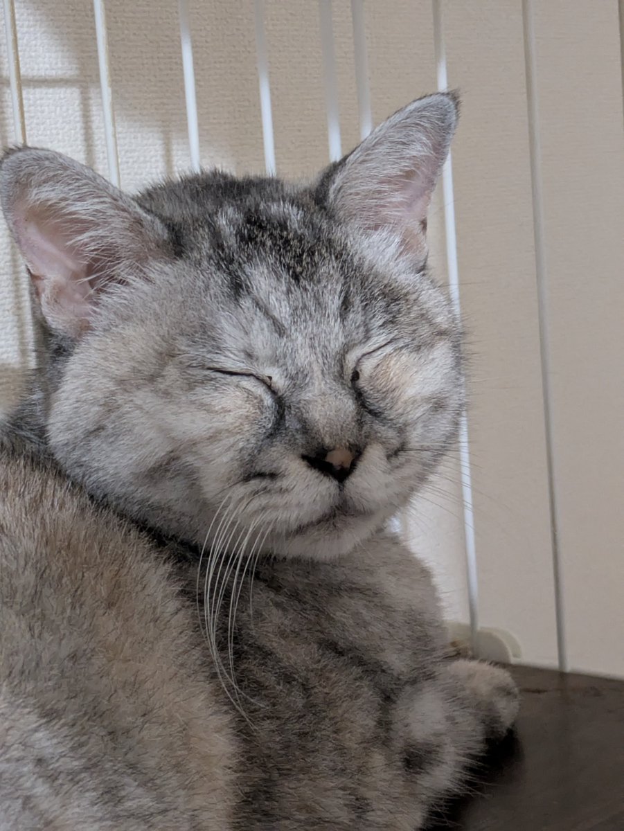 kanzaka52's tweet photo. ウチの猫、ふみがお空に旅立ちました。推定14歳ぐらいでした。バセドウ病と心臓病で1年半ぐらい薬を飲んでましたがここにきて腎臓が悪化、主治医にも「絶望的」と言われていました。

おやすみ、ふみ。またいつか。 https://t.co/6pW2VisSrW