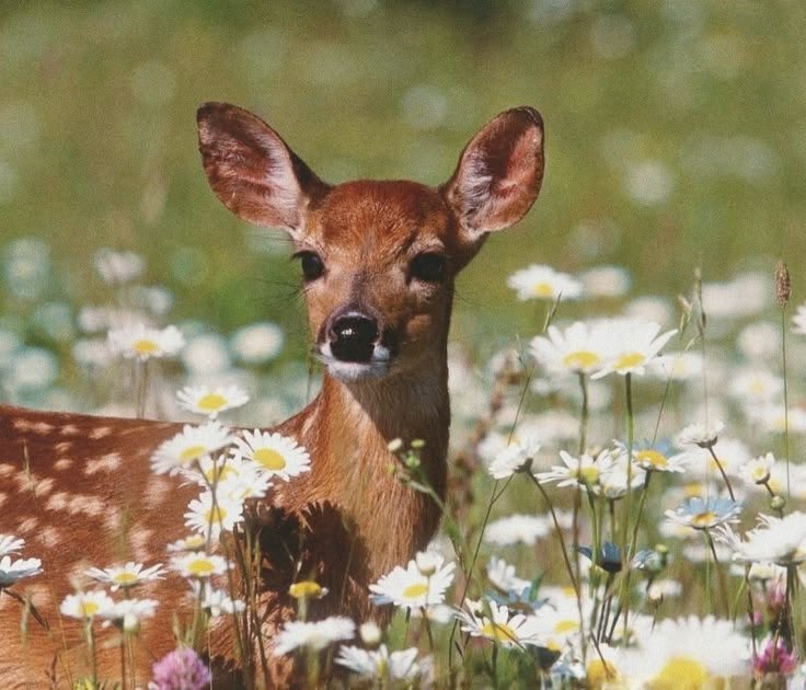 yourdustyshelf's tweet photo. how does pinterest see you ₊˚⊹♡ 

season
love language
animal
thoughts

lol https://t.co/nDdAyPBeSb