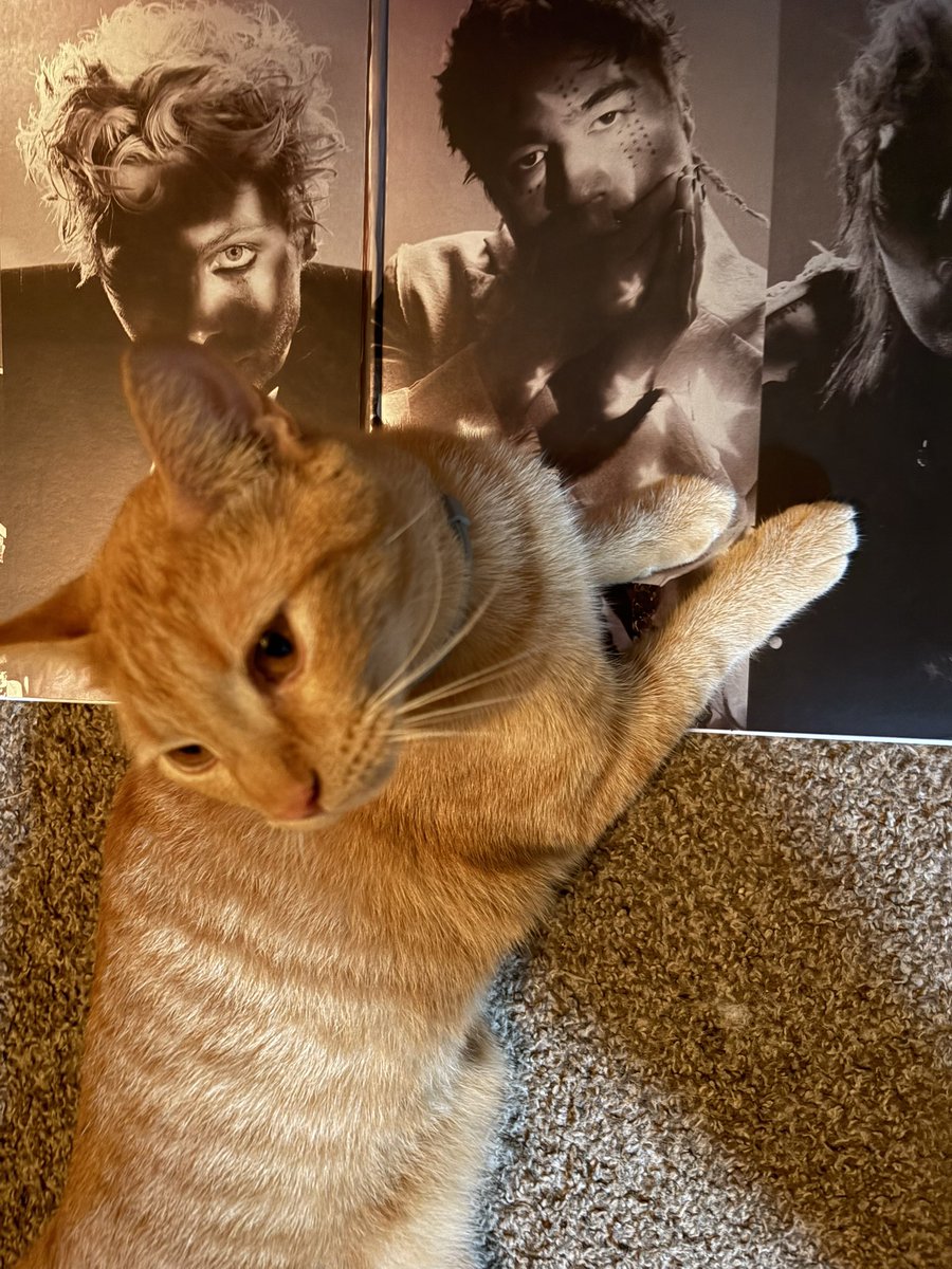 lrhoodings's tweet photo. had my cats pick their 5sos lanes, thorfinn is calum lane and abaddon is everyone except ashton? https://t.co/BBvhc7qn9k