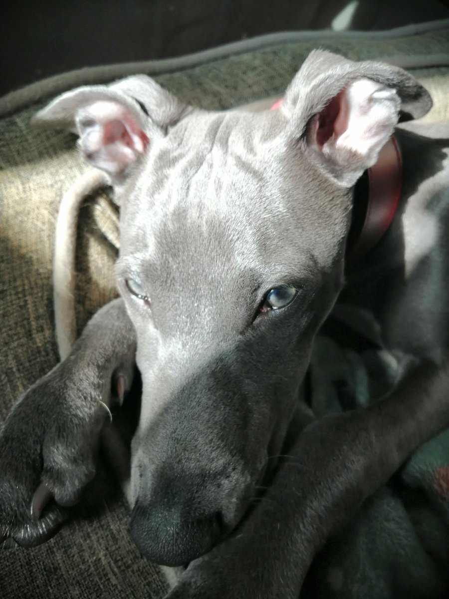 JayTh0m's tweet photo. @BethanyForTruth I got this little fella and he has been a Godsend helping me through a really difficult time.  I'm not out of it but he adds some light to my life. https://t.co/nbjlhHbI8f