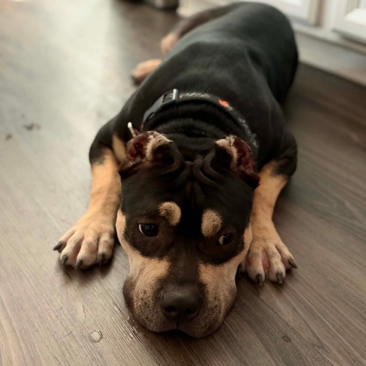 dogs_dc's tweet photo. Sunday, September 20, 2026

PLEASE🙏 share for:

The Hero Rescue
Jarrettsville, MD  21804

We're genuinely confused how Beastie Boy🐾🐾 is still without a home. 

This 1 year old bulldog is great with other dogs, people of all ages, already neutered, crate trained and housebroken. Hes got it all!

Beastie Boy🐾🐾 loves playing, spending time with his people and has the perfect balance of fun and cuddles.
https://t.co/IDDaZByZxF

Always adopt, don’t shop for a dog.🐾🐾

Rescue, Dogs, Rock!🐾🐾

In addition, please have your pets, spayed or neutered!
#adoptme
#rescuedogsrock
#adoptarescuedog
#fosterarescuedog
#fosteringsavesdogslives