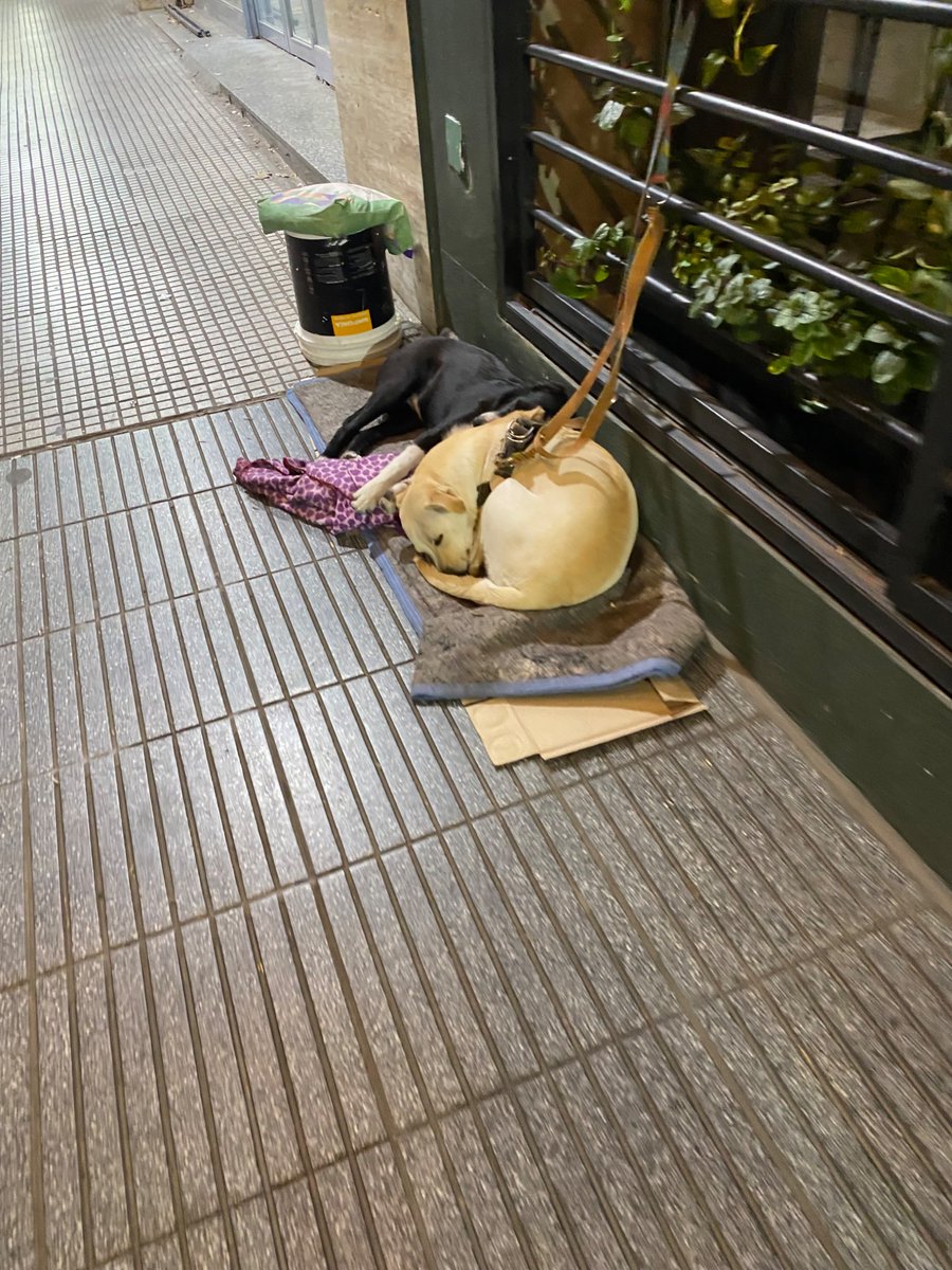 lexlitaflu's tweet photo. @mariasolitude @emmaferrario Recoleta: mancilla y anchorena, lo mismo el tipo los ata, los hace dormir en tormenta en viento, les pega, los amarra y el queda inconsciente de borracho, por horas, no se que más hacer para pedir ayuda 🙏🏽🙏🏽 el blanquito esta muy triste 😭 https://t.co/48zLaaxadb