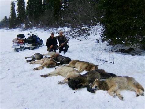 DrTOMontgomery's tweet photo. Remember what happened last time Trump delisted wolves?

It unleashed what the former director of the U.S. Fish and Wildlife Service—who'd previously been in favor of delisting wolves—described as the “epidemic of cruelty” and "ecocide."

As a result, he forcefully called for:
1. Immediately restore federal ESA protection for wolves, using the emergency-listing provision.

2. Appoint a qualified permanent FWS director capable of providing science-based leadership.

Their ESA protection was restored under Biden after a federal court overturned Trump's delisting—but Trump casually trashes it again: 

Trump has ordered the Interior Department to remove ESA protections for gray wolves and Mexican wolves, while also directing agencies to make it easier to kill wolves.

Source in 🧵