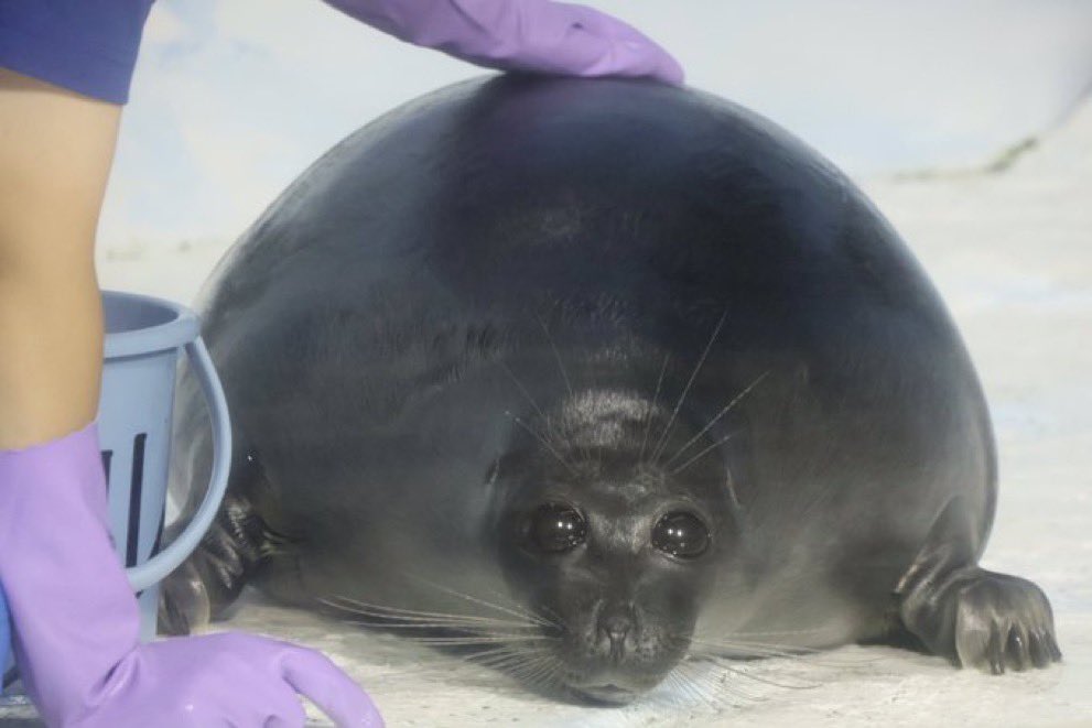 Clementine_OW's tweet photo. the newest gen 10 pokemon leak. stupid idiot chud baby https://t.co/wdX5Zntcm8