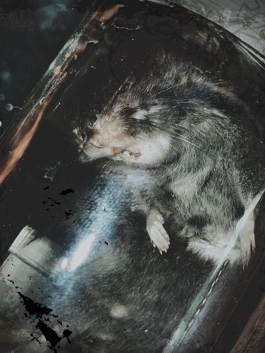 VileDefleshing's tweet photo. I made my first wet specimen 🐀 https://t.co/sNEDjv8Ld5