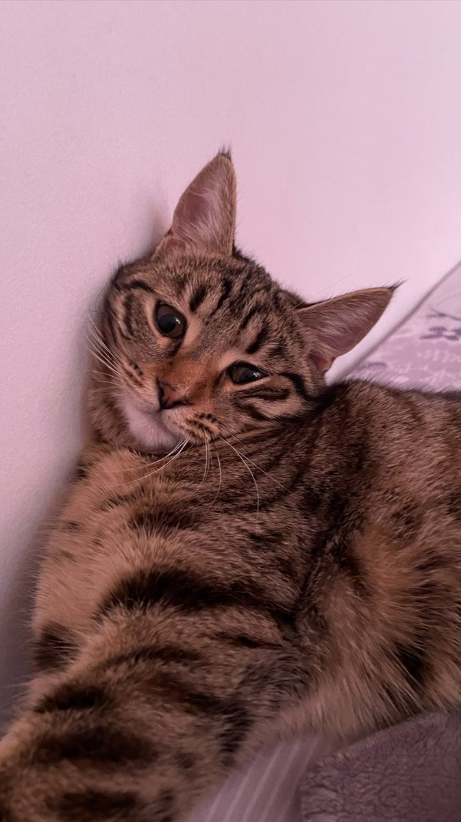 little_HED's tweet photo. GN frens 🌙

Real Sunday = frens, family, clean house.

➜ Good day all around 🫡
➜ Frens and family over
➜ House cleaned, fresh reset
➜ All the essentials to reload for Monday

Recharged and ready. This is how you close a week.

See you tomorrow ⛰️