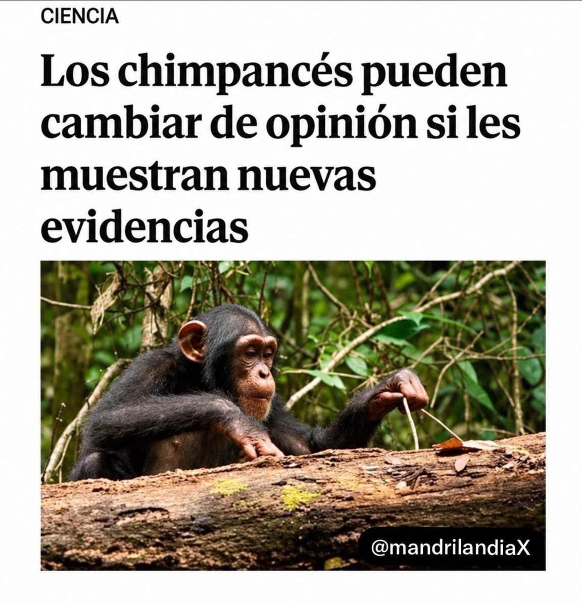 Shomepregunto's tweet photo. Chimpancés 1 - Libertarios 0 https://t.co/ut8X34fp03