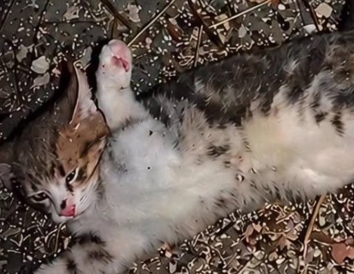 AltarNocturnus's tweet photo. Kırık patisiyle acılar içinde direnen, hayatı sökülüp alınan bir meleği dünya tanıdı.

Adaletsizliğinizi Çin konuştu.

Brezilya, Peru, Bolivya, Fransa, Meksika, İspanya konuştu.

Fas, Nijerya, Rusya, Paraguay, ABD, Norveç, Şili, İngiltere, Hollanda, Finlandiya konuştu. 

Katillerin bulunması için dünyanın insanları dalga olup yükseldi. Hesap sorulması beklendi.

Bir siz duymadınız.
Bir siz konuşmadınız.

Hayata tutunmaya çalışan bir kırık patiye 
çoktan kaybettiniz, sadece farkında değilsiniz.

#HayvanKatliamınaDurDe
#CanlarınHesabıSorulsun