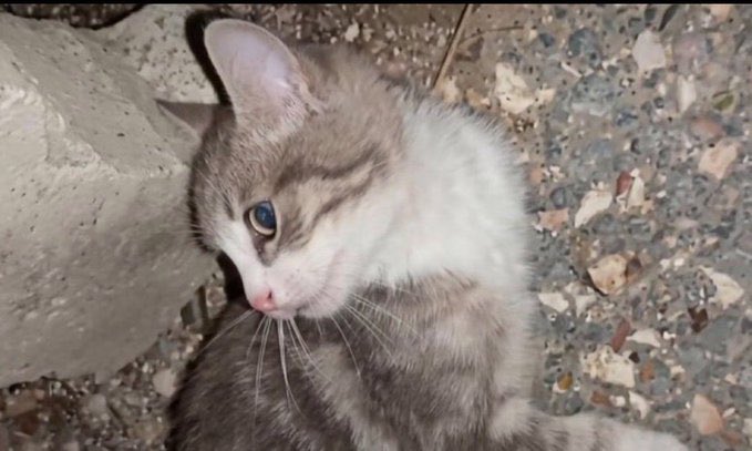 AltarNocturnus's tweet photo. Kırık patisiyle acılar içinde direnen, hayatı sökülüp alınan bir meleği dünya tanıdı.

Adaletsizliğinizi Çin konuştu.

Brezilya, Peru, Bolivya, Fransa, Meksika, İspanya konuştu.

Fas, Nijerya, Rusya, Paraguay, ABD, Norveç, Şili, İngiltere, Hollanda, Finlandiya konuştu. 

Katillerin bulunması için dünyanın insanları dalga olup yükseldi. Hesap sorulması beklendi.

Bir siz duymadınız.
Bir siz konuşmadınız.

Hayata tutunmaya çalışan bir kırık patiye 
çoktan kaybettiniz, sadece farkında değilsiniz.

#HayvanKatliamınaDurDe
#CanlarınHesabıSorulsun