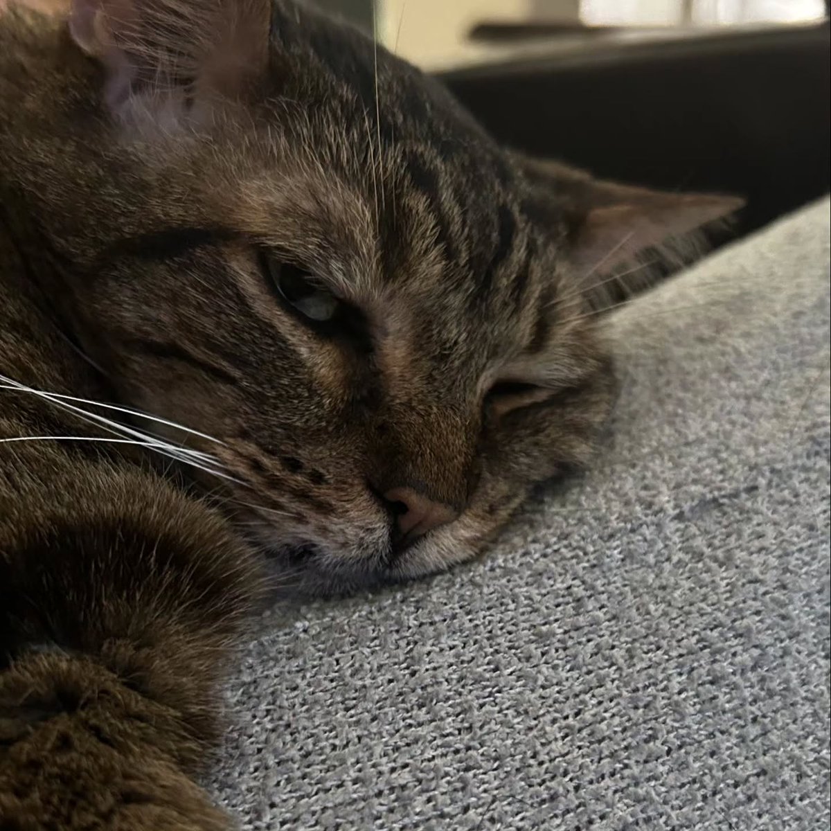 michaelmithupj's tweet photo. A little attitude from this sassy gentleman! Happy Father’s Day to all the dads and father figures out there! https://t.co/qlu6nSXLws